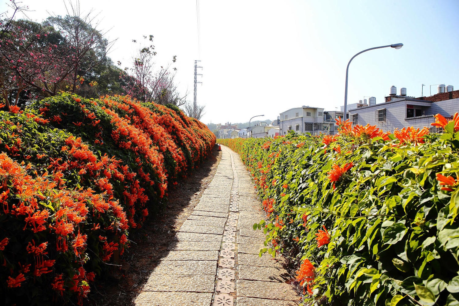 苗栗銅鑼炮仗花海公園，500公尺美麗的黃金瀑布絕美橘色花海綿延，季節限定美景