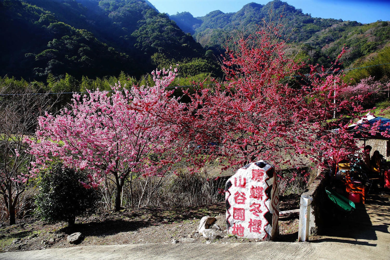 北橫賞櫻秘境-夏蝶冬櫻山谷園地，滿山滿谷絕美櫻花季，漫步在粉嫩櫻花樹下，滿開隨風飄落的粉紅花雨