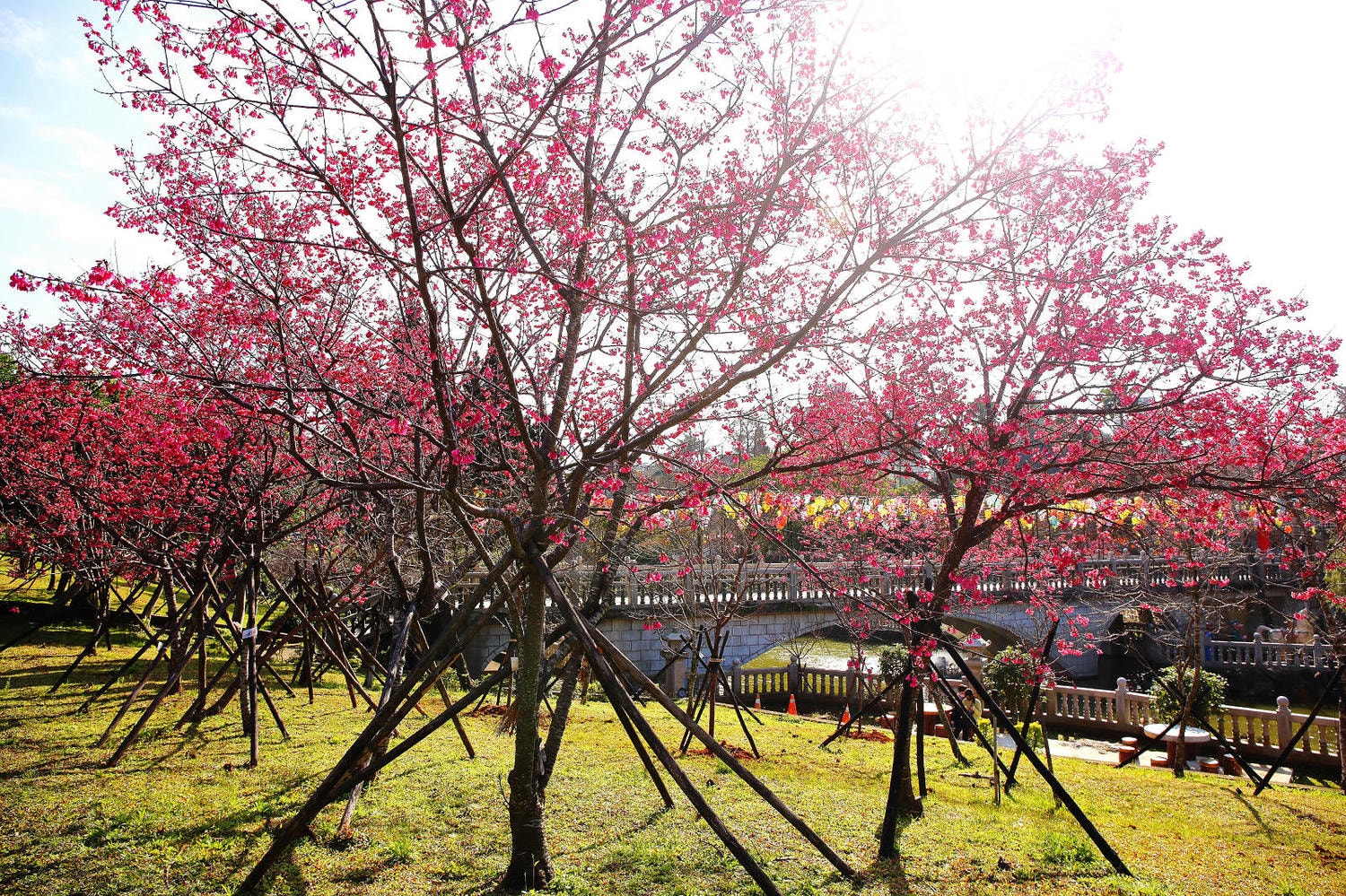 北部賞櫻景點-林口竹林山觀音寺,莊嚴的廟宇+柔和粉嫩的櫻花,拜拜兼賞花! - 第14張圖 北部賞櫻景點-林口竹林山觀音寺,莊嚴的廟宇+柔和粉嫩的櫻花,拜拜兼賞花!
