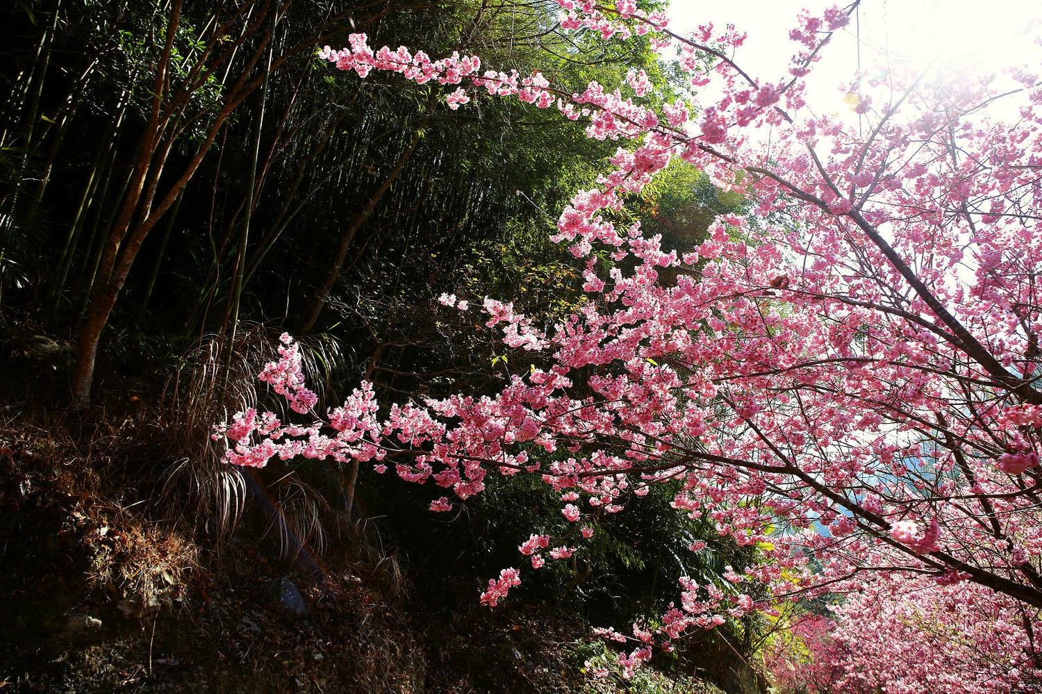 北橫賞櫻秘境-夏蝶冬櫻山谷園地，滿山滿谷絕美櫻花季，漫步在粉嫩櫻花樹下，滿開隨風飄落的粉紅花雨
