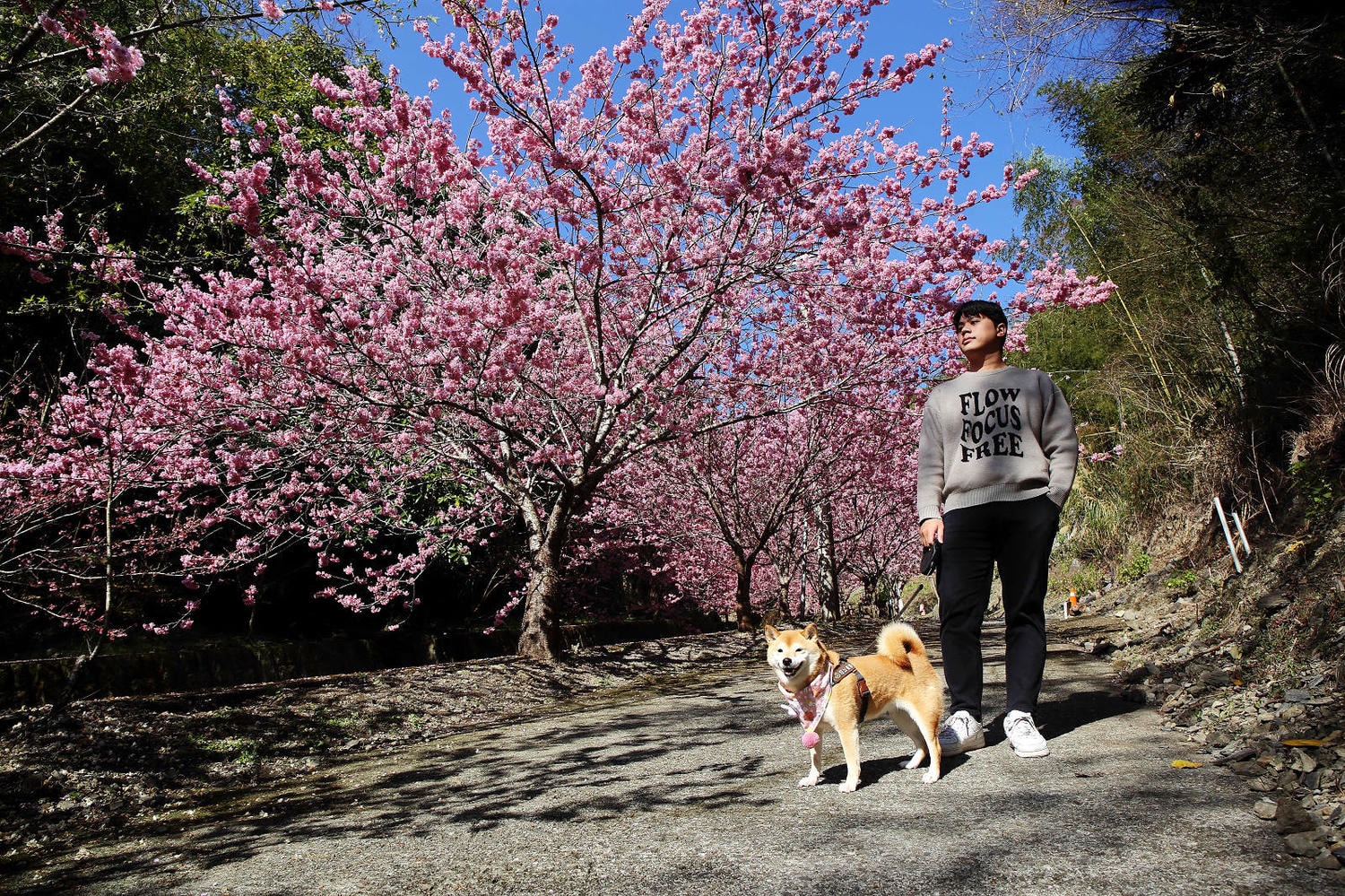 北橫賞櫻秘境-夏蝶冬櫻山谷園地，滿山滿谷絕美櫻花季，漫步在粉嫩櫻花樹下，滿開隨風飄落的粉紅花雨