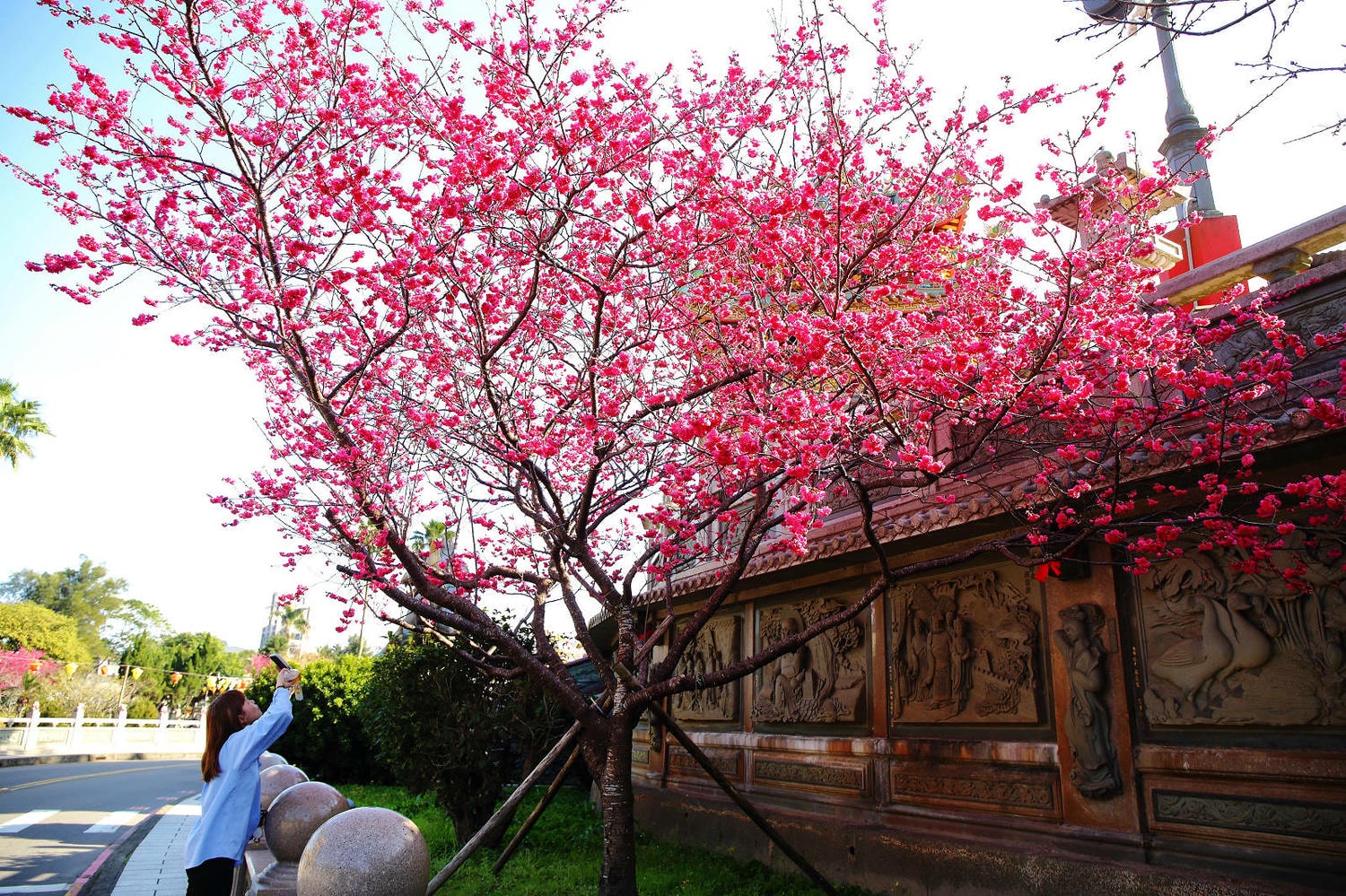 北部賞櫻景點-林口竹林山觀音寺,莊嚴的廟宇+柔和粉嫩的櫻花,拜拜兼賞花! - 第9張圖 北部賞櫻景點-林口竹林山觀音寺,莊嚴的廟宇+柔和粉嫩的櫻花,拜拜兼賞花!