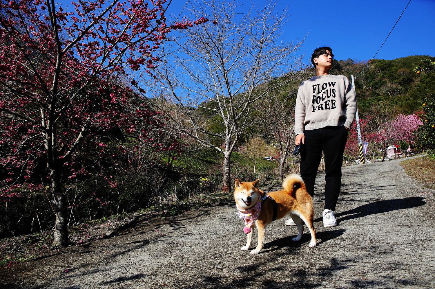 北橫賞櫻秘境-夏蝶冬櫻山谷園地，滿山滿谷絕美櫻花季，漫步在粉嫩櫻花樹下，滿開隨風飄落的粉紅花雨