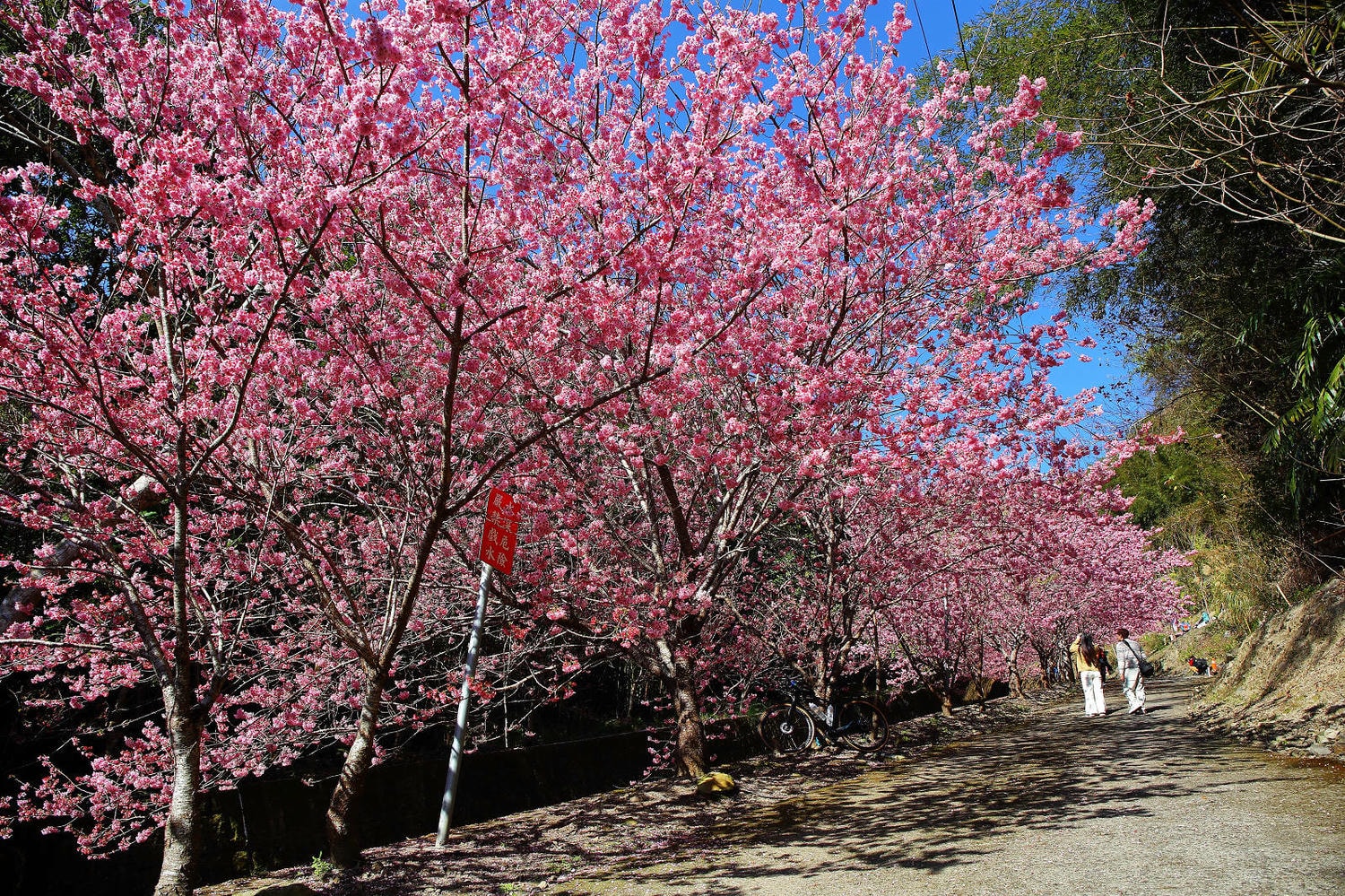 北橫賞櫻秘境-夏蝶冬櫻山谷園地，滿山滿谷絕美櫻花季，漫步在粉嫩櫻花樹下，滿開隨風飄落的粉紅花雨