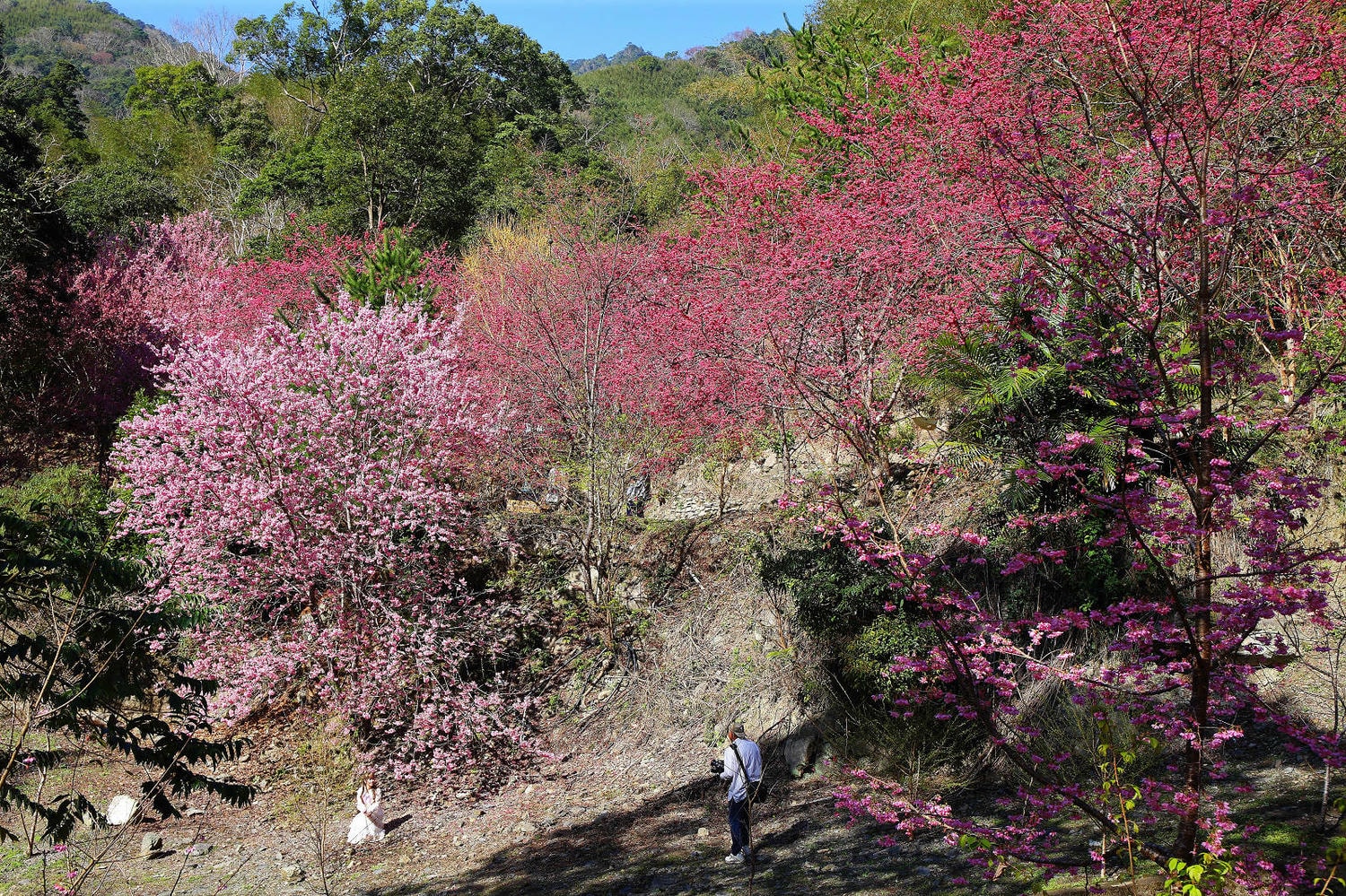 北橫賞櫻秘境-夏蝶冬櫻山谷園地，滿山滿谷絕美櫻花季，漫步在粉嫩櫻花樹下，滿開隨風飄落的粉紅花雨