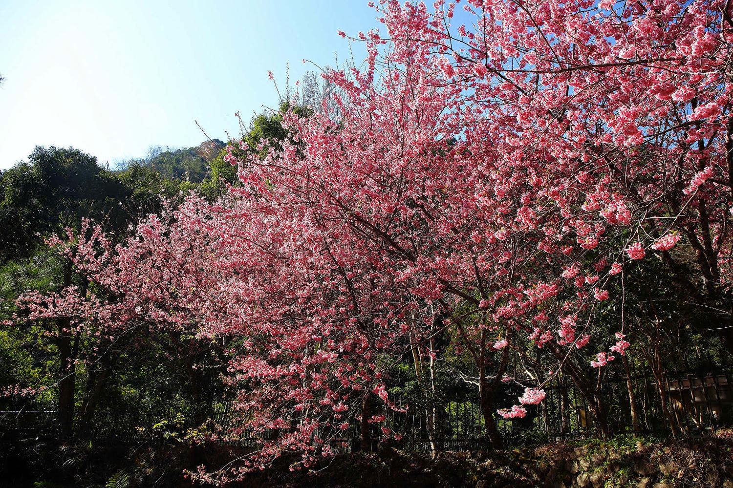 北橫賞櫻秘境-夏蝶冬櫻山谷園地，滿山滿谷絕美櫻花季，漫步在粉嫩櫻花樹下，滿開隨風飄落的粉紅花雨