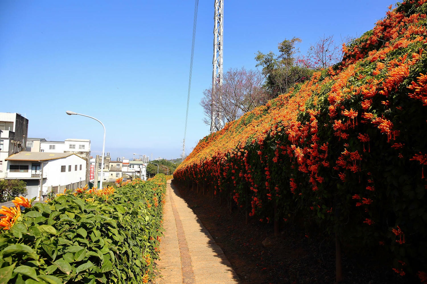 苗栗銅鑼炮仗花海公園，500公尺美麗的黃金瀑布絕美橘色花海綿延，季節限定美景