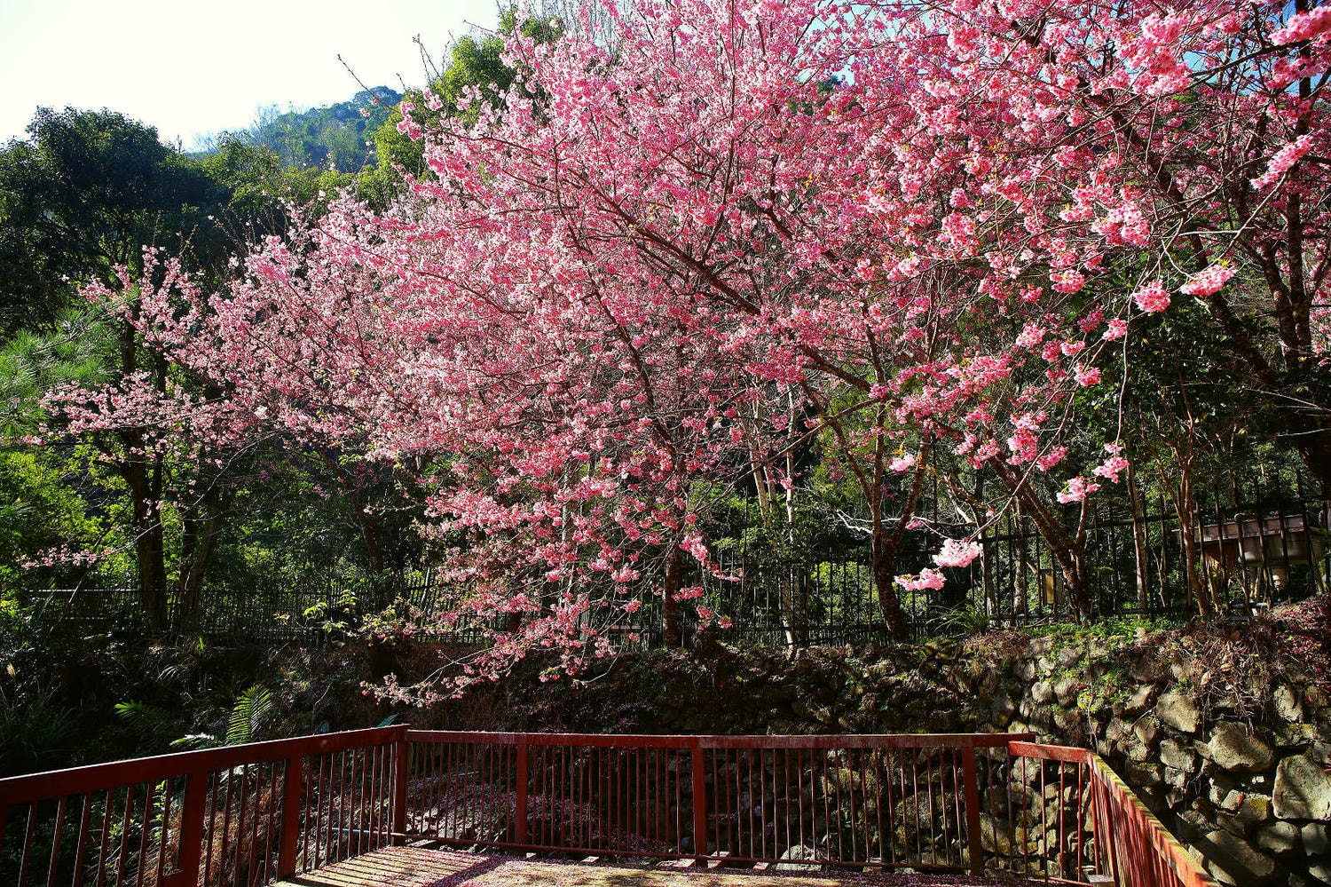 北橫賞櫻秘境-夏蝶冬櫻山谷園地，滿山滿谷絕美櫻花季，漫步在粉嫩櫻花樹下，滿開隨風飄落的粉紅花雨