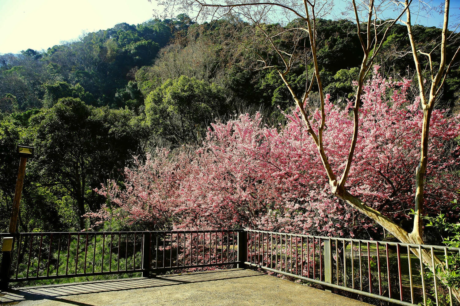 北橫賞櫻秘境-夏蝶冬櫻山谷園地，滿山滿谷絕美櫻花季，漫步在粉嫩櫻花樹下，滿開隨風飄落的粉紅花雨
