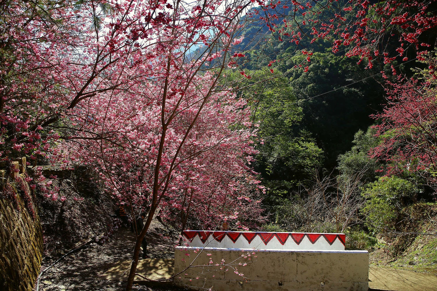北橫賞櫻秘境-夏蝶冬櫻山谷園地，滿山滿谷絕美櫻花季，漫步在粉嫩櫻花樹下，滿開隨風飄落的粉紅花雨
