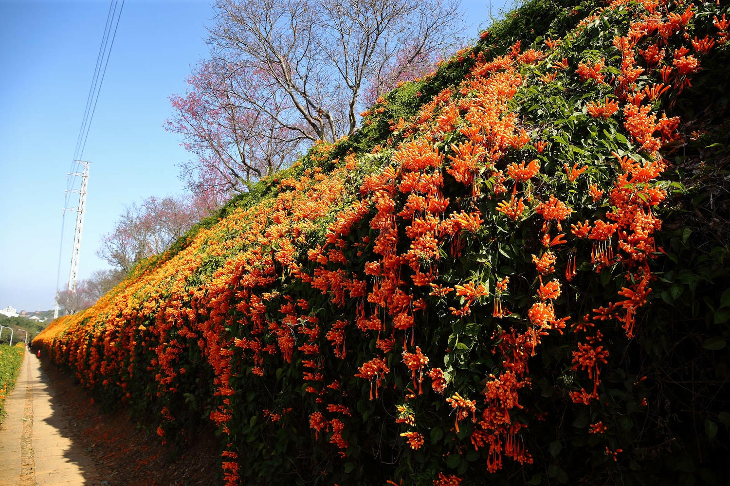 苗栗銅鑼炮仗花海公園，500公尺美麗的黃金瀑布絕美橘色花海綿延，季節限定美景