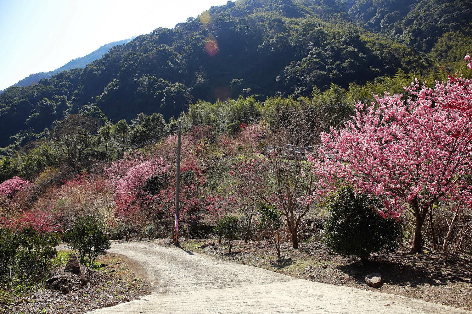 北橫賞櫻秘境-夏蝶冬櫻山谷園地，滿山滿谷絕美櫻花季，漫步在粉嫩櫻花樹下，滿開隨風飄落的粉紅花雨