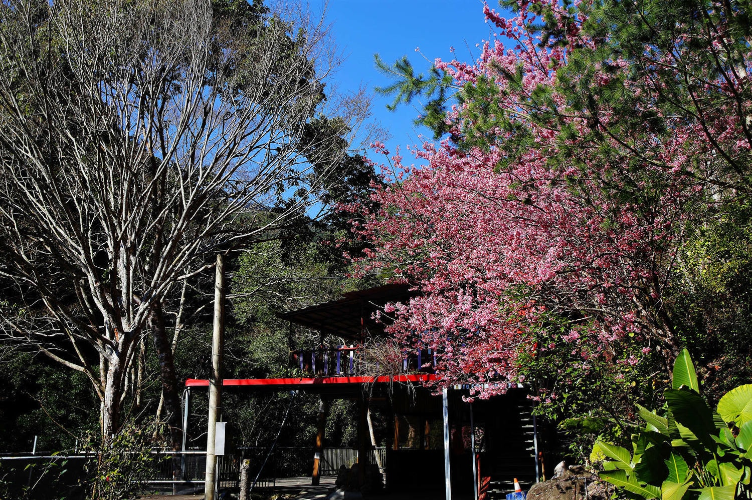 北橫賞櫻秘境-夏蝶冬櫻山谷園地，滿山滿谷絕美櫻花季，漫步在粉嫩櫻花樹下，滿開隨風飄落的粉紅花雨
