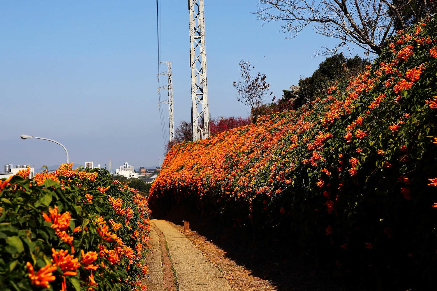 苗栗銅鑼炮仗花海公園，500公尺美麗的黃金瀑布絕美橘色花海綿延，季節限定美景