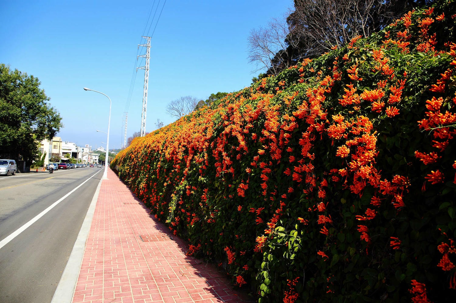 苗栗銅鑼炮仗花海公園，500公尺美麗的黃金瀑布絕美橘色花海綿延，季節限定美景
