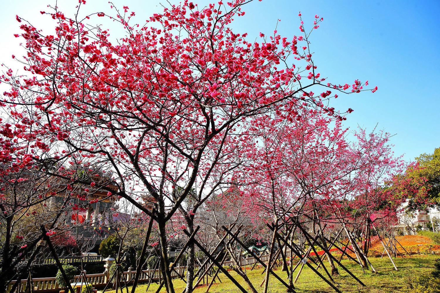 北部賞櫻景點-林口竹林山觀音寺,莊嚴的廟宇+柔和粉嫩的櫻花,拜拜兼賞花! - 第13張圖 北部賞櫻景點-林口竹林山觀音寺,莊嚴的廟宇+柔和粉嫩的櫻花,拜拜兼賞花!