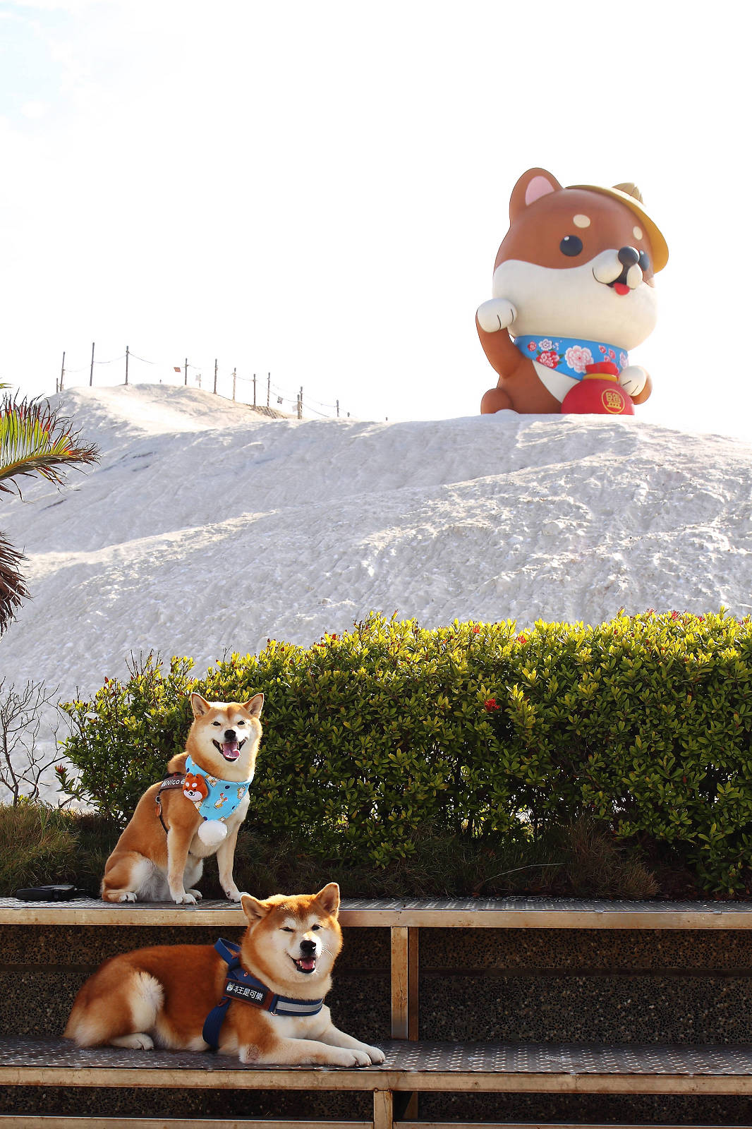 【台南景點】台南超萌新地標！巨型柴犬「鹹DOG DOG」出沒七股鹽山！