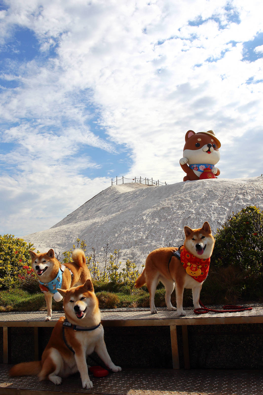 【台南景點】台南超萌新地標！巨型柴犬「鹹DOG DOG」出沒七股鹽山！