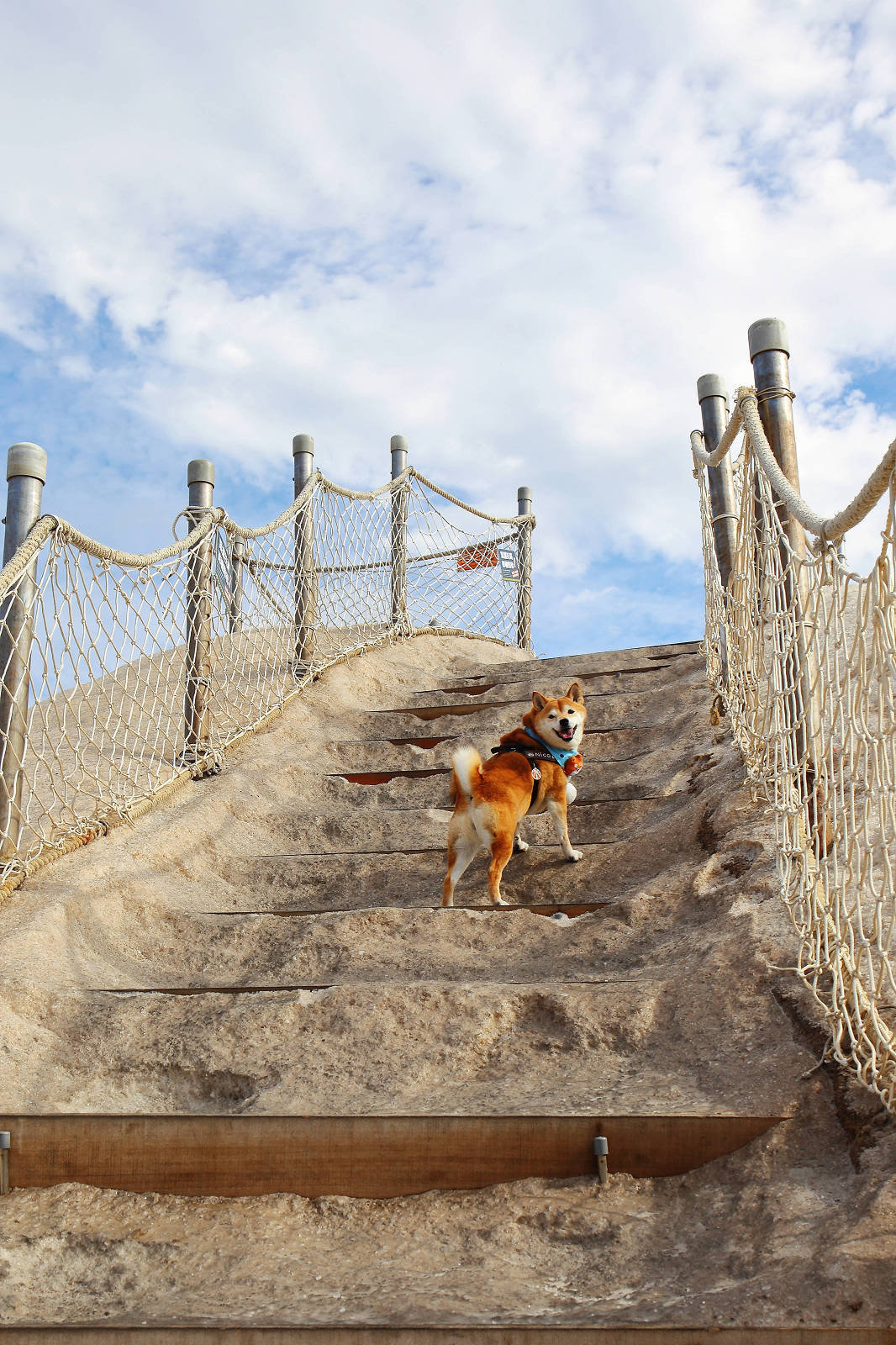 【台南景點】台南超萌新地標！巨型柴犬「鹹DOG DOG」出沒七股鹽山！