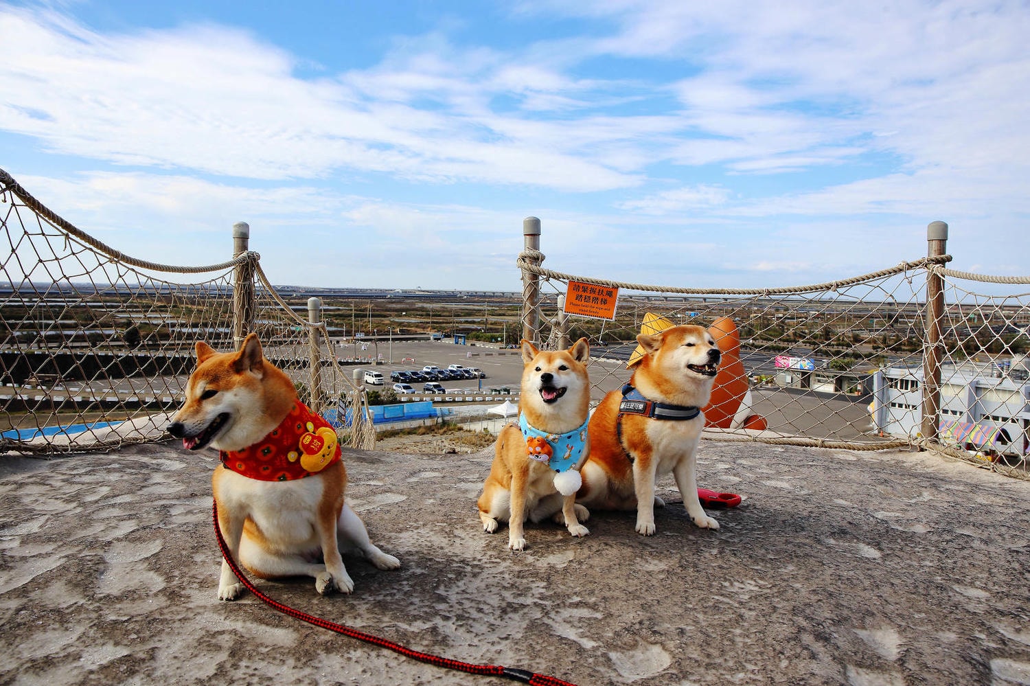 【台南景點】台南超萌新地標！巨型柴犬「鹹DOG DOG」出沒七股鹽山！