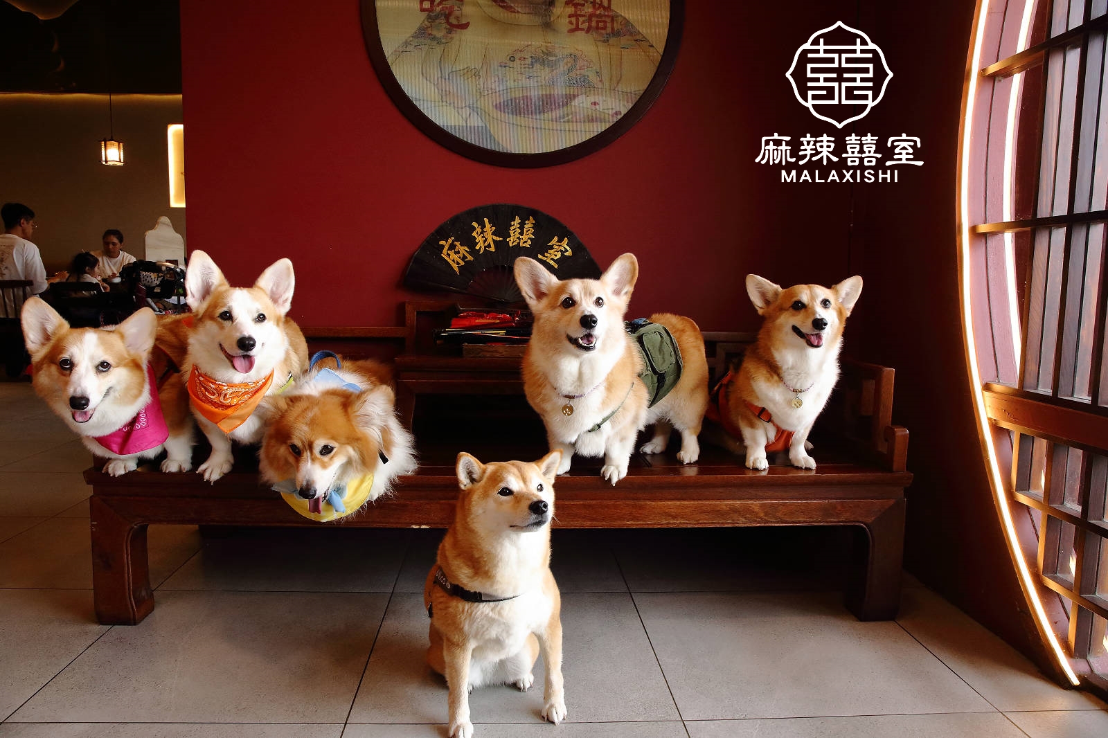 【宜蘭吃到飽】麻辣囍室,宮廷風火鍋吃到飽,寵物友善天花板!狗狗也能一起開吃的神級火鍋店 - 第38張圖 【宜蘭吃到飽】麻辣囍室,宮廷風火鍋吃到飽,寵物友善天花板!狗狗也能一起開吃的神級火鍋店